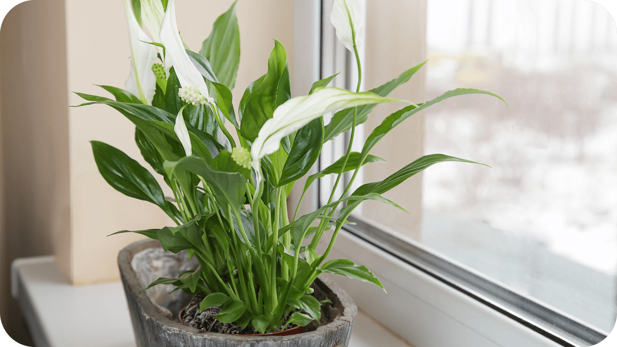 indoor plant
